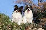EPAGNEUL PAPILLON et PHALENE 003